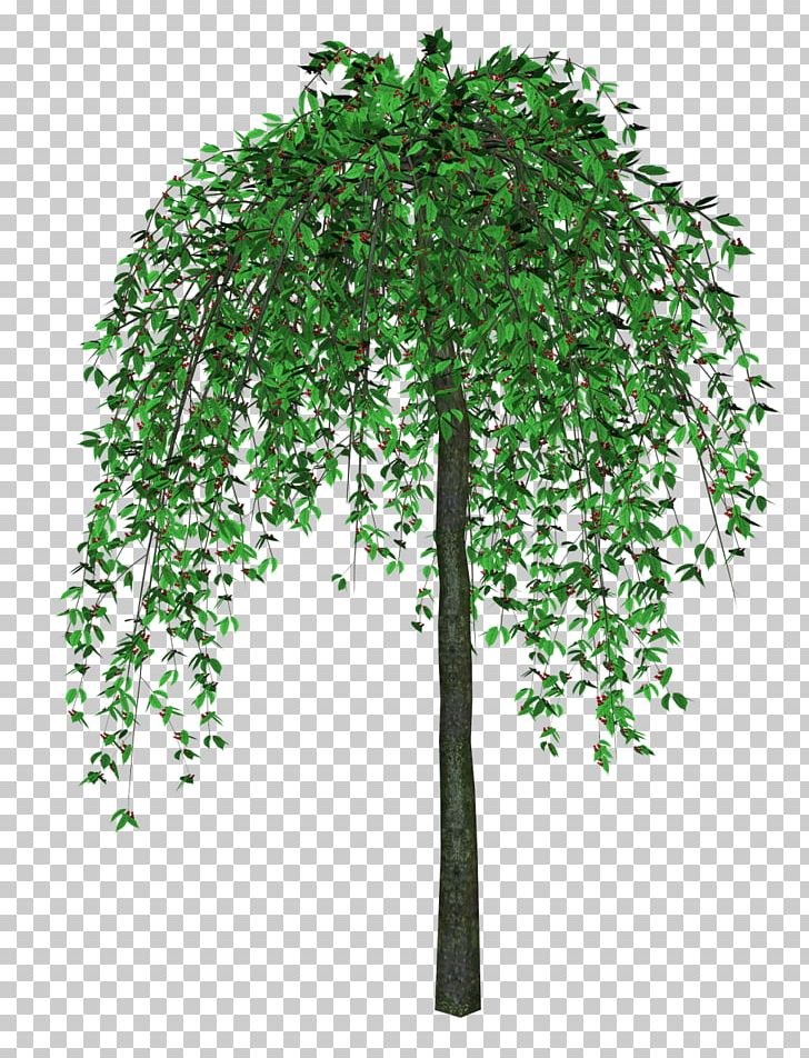 Tree PNG, Clipart, Animation, Birch, Branch, Computer Icons, Digital Image Free PNG Download
