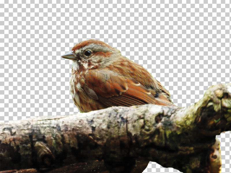 House Finch Birds House Sparrow Old World Sparrow Finches PNG, Clipart, Beak, Birds, Drawing, Finches, House Finch Free PNG Download
