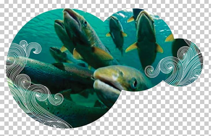 AquAdvantage Salmon Chinook Salmon Coho Salmon Sockeye Salmon PNG, Clipart, Aqua, Aquadvantage Salmon, Atlantic Salmon, Chinook Salmon, Chum Salmon Free PNG Download