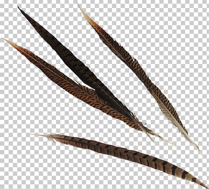 Feather Bird Quill Fountain Pen PNG, Clipart, Animals, Ballpoint Pen, Bird, Calligraphy, Curl Free PNG Download