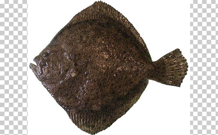 Flounder Turbot Brill Flatfish Common Sole PNG, Clipart, Acanthomorpha, Actinopterygii, Brill, Common Sole, Fish Free PNG Download