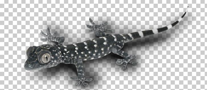 Gecko Lizard Terrestrial Animal PNG, Clipart, Animal, Animals, Carpet, Discount, Fauna Free PNG Download