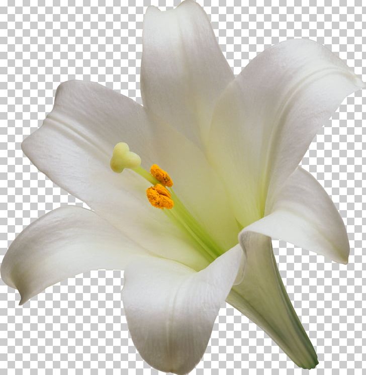 Lilium Candidum Easter Lily Artificial Flower Garden Lilies PNG, Clipart, Artificial Flower, Arumlily, Color, Cut Flowers, Easter Lily Free PNG Download