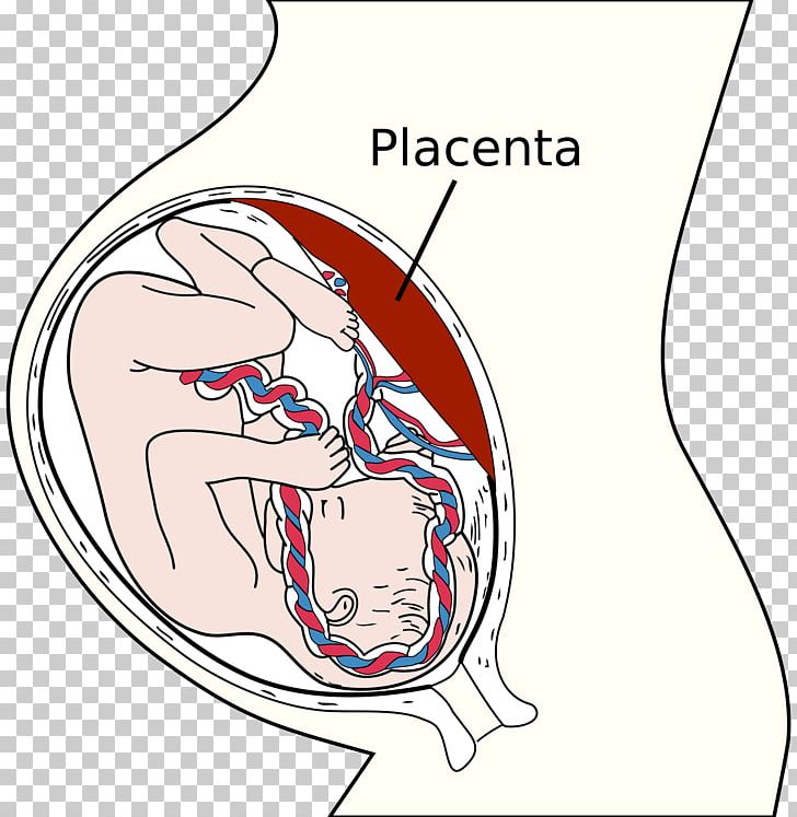 umbilical cord and placenta