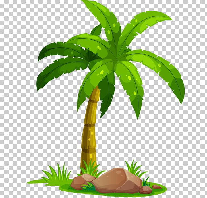 Coconut Portable Network Graphics Palm Trees PNG, Clipart, Aquarium Decor, Arecales, Cartoon, Coconut, Computer Icons Free PNG Download