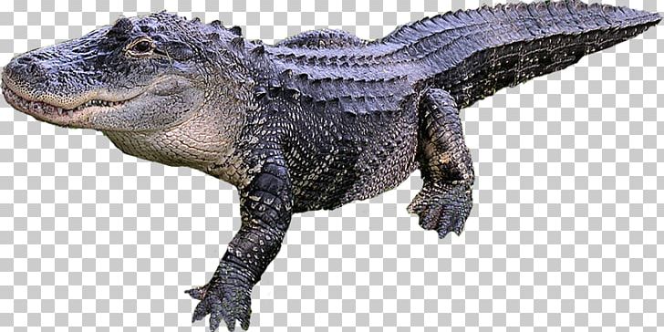 Crocodile American Alligator Reptile PNG, Clipart, Alligator, American Alligator, Animal, Animal Figure, Animals Free PNG Download