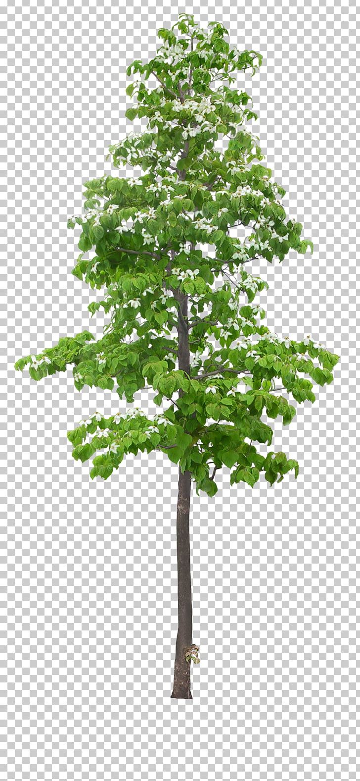 Tree PNG, Clipart, 3d Computer Graphics, Ash, Branch, Channel, Cinema 4d Free PNG Download