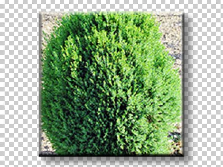 Arborvitae Evergreen Conifers Shrub Plant PNG, Clipart, Arborvitae, Biome, Conifer, Conifers, Cypress Free PNG Download