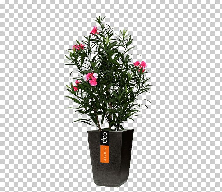 Flowerpot Houseplant Hidrokültür Wood PNG, Clipart, Bedroom, Caryota, Caryota Mitis, Cut Flowers, Embryophyta Free PNG Download
