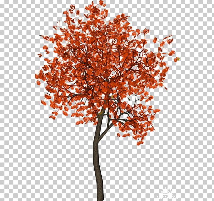 Tree Branch Autumn PNG, Clipart, Architecture, Autumn, Branch, Broadleaved Tree, Cottonwood Free PNG Download
