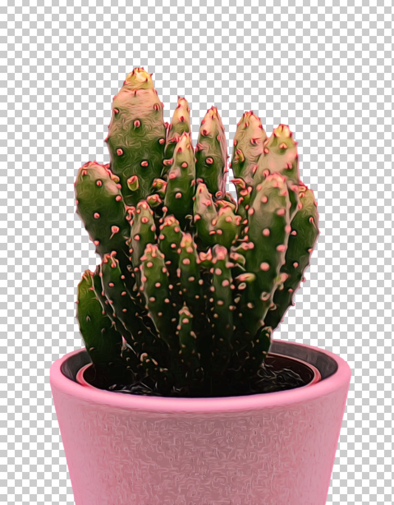 Cactus PNG, Clipart, Acanthocereus, Barbary Fig, Cactus, Echinocereus, Houseplant Free PNG Download