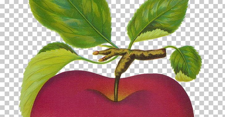 Apple Art Fruit PNG, Clipart, Apple, Art, Decoupage, Digital Image, Food Free PNG Download