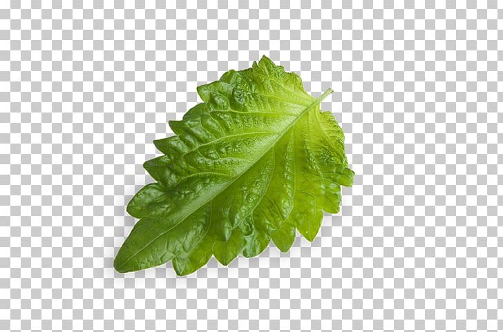 Leaf Dietary Fiber Romaine Lettuce Food Stevia PNG, Clipart, Basil, Beefsteak Plant, Blood, Blood Sugar, Dietary Fiber Free PNG Download