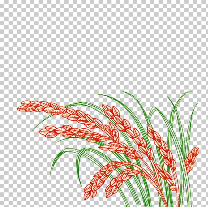 Paddy Field Oryza Sativa Rice PNG, Clipart, Cartoon Wheat, Cereal, Cereals, Crop, Encapsulated Postscript Free PNG Download