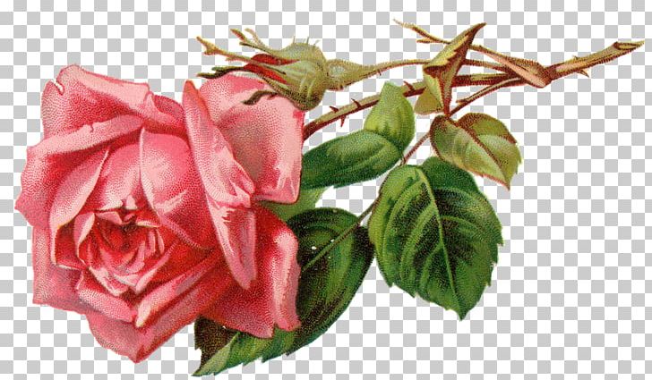 Rose Flower PNG, Clipart, Artificial Flower, Color, Cut Flowers, Digital Image, Floral Design Free PNG Download