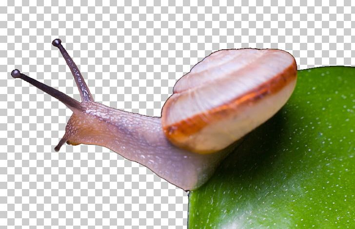 Snail World Slug House PNG, Clipart, Animals, Download, House, Invertebrate, Microscopic Free PNG Download