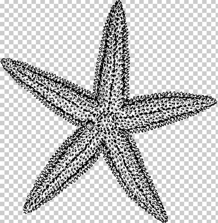 Starfish Black And White Drawing PNG, Clipart, Animals, Black, Black And White, Body Jewelry, Clip Art Free PNG Download