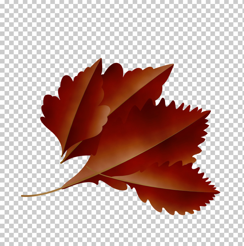 Maple Leaf PNG, Clipart, Autumn Leaf, Biology, Cartoon Leaf, Fall Leaf, Leaf Free PNG Download