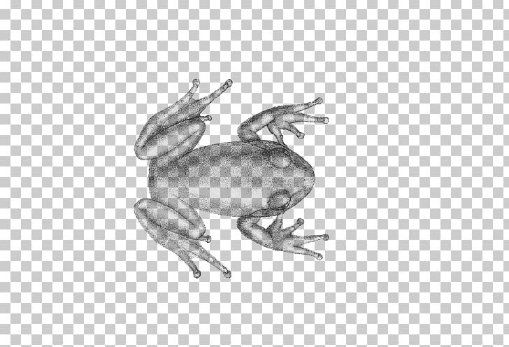 Frog Toad PNG, Clipart, Amphibian, Animal, Animals, Artwork, Black And White Free PNG Download