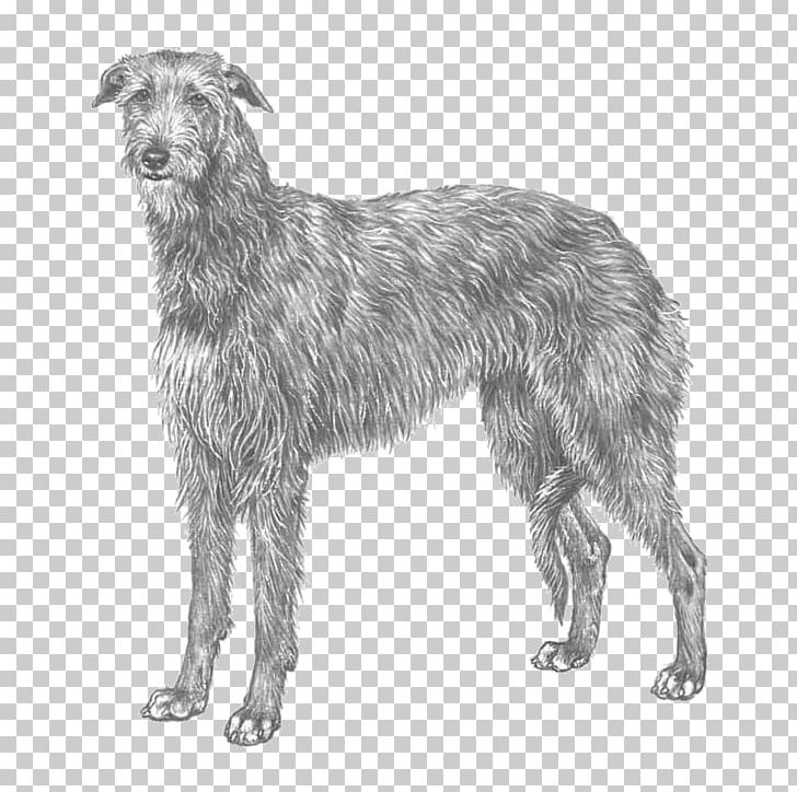 Silken Windhound Scottish Deerhound Borzoi Lurcher American Staghound PNG, Clipart, Afghan Hound, American Staghound, Black And White, Borzoi, Breed Free PNG Download