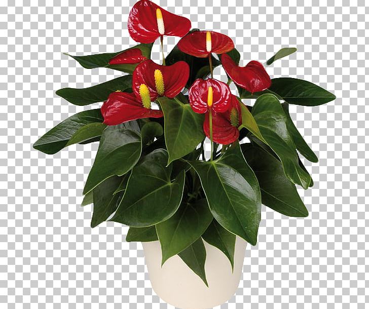 Anthurium Andraeanum Houseplant Flower Ornamental Plant PNG, Clipart, Anthurium Andraeanum, Aphelandra, Bulb, Ciceksepeticom, Cut Flowers Free PNG Download