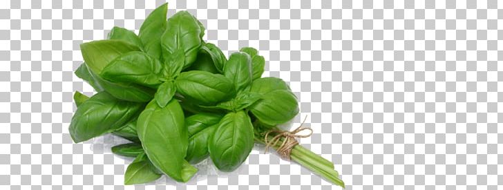 Basil Green Papaya Salad Cambodian Cuisine Tapenade Pesto PNG, Clipart, Albahaca, Basil, Bay Leaf, Cambodian Cuisine, Food Free PNG Download