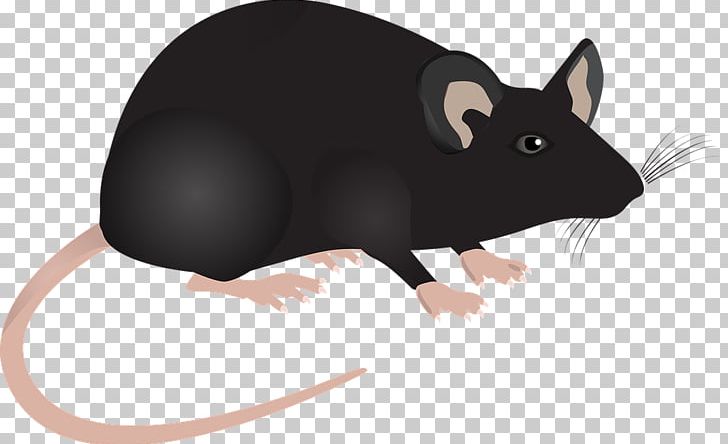 Computer Mouse Rodent Rat PNG, Clipart, Animal, Animals, Animation, Carnivoran, Computer Free PNG Download