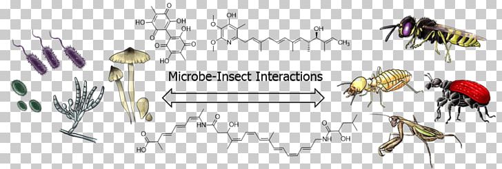 Insect Microorganism Microbial Interactions Natural Product Plant-microbe Interactions PNG, Clipart, Abstract Figures, Area, Art, Bacteria, Calligraphy Free PNG Download