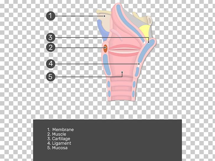 Muscles Of The Larynx Anatomy Mucous Membrane PNG, Clipart, Anatomy, Angle, Biological Membrane, Cartilage, Diagram Free PNG Download