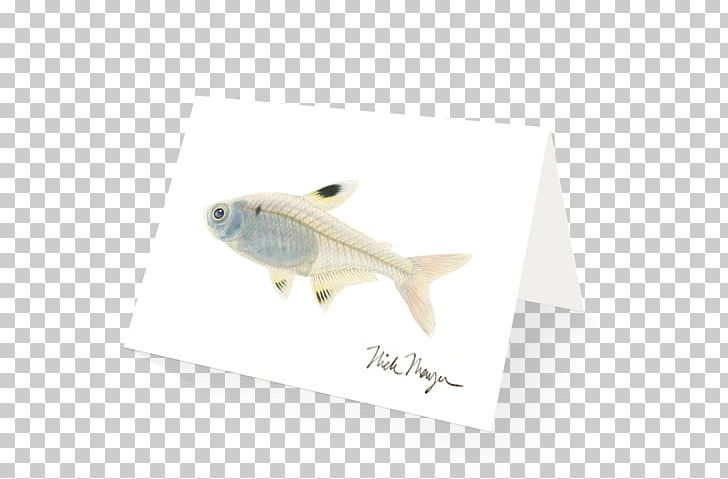 Pristella Maxillaris Tetra Fish X-ray Art PNG, Clipart, Animals, Art, Celebrity, Celebrity Chef, Chef Free PNG Download