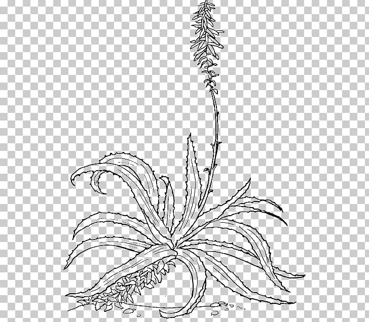 Aloe Vera Drawing Botanical Illustration PNG, Clipart, Aloe, Aloe Marlothii, Aloe Vera, Area, Artwork Free PNG Download