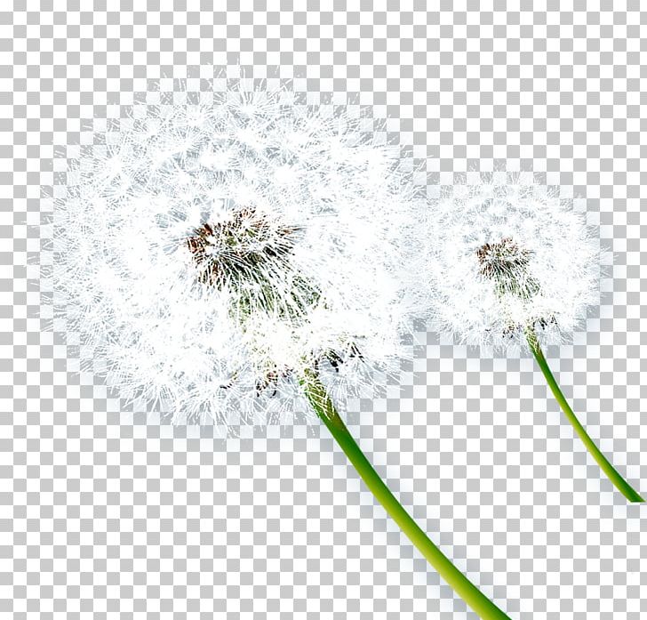 Dandelion Musical Note Taraxacum Coreanum PNG, Clipart, Creative Ads, Creative Artwork, Creative Background, Creative Graphics, Creative Logo Design Free PNG Download