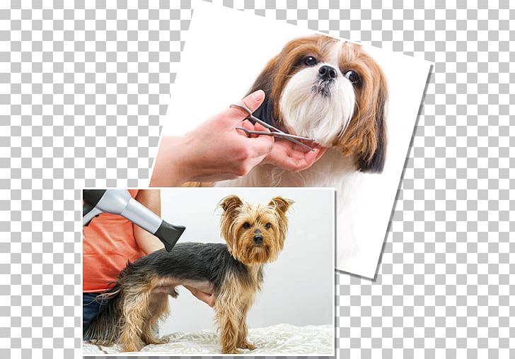 Havanese Dog Puppy Yorkshire Terrier Bichon Frise Dog Grooming PNG, Clipart, Bichon Frise, Carnivoran, Coat, Companion Dog, Designerhunder Free PNG Download