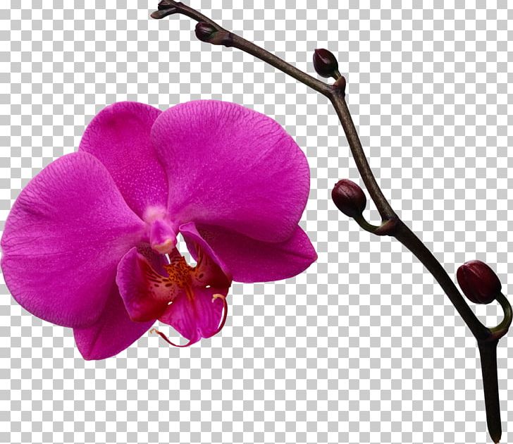 Orchids Flower Boat Orchid PNG, Clipart, Boat, Boat Orchid, Clip Art, Diary, Digital Image Free PNG Download