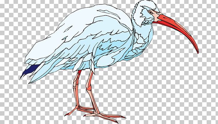 American White Ibis PNG, Clipart, African Sacred Ibis, American White Ibis, Art, Beak, Bird Free PNG Download