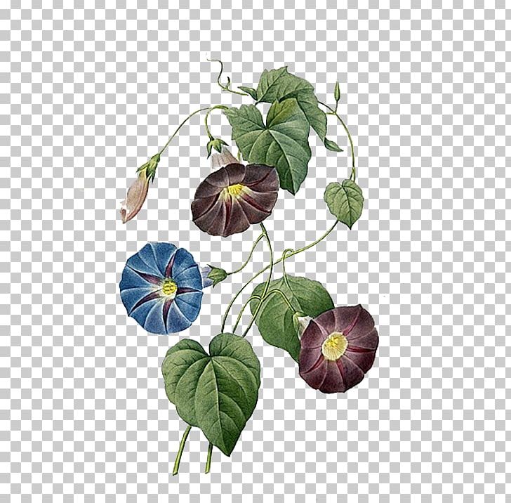 Ipomoea Quamoclit Ipomoea Indica Ipomoea Purpurea Morning Glory Flower PNG, Clipart, Blue, Botany, Branch, Color, Color Pencil Free PNG Download