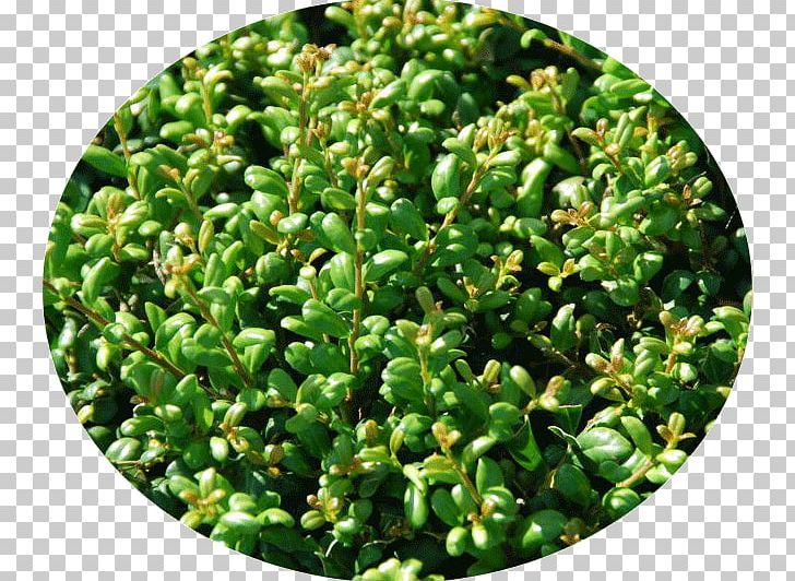 Japanese Holly Buxus Sempervirens Hedge Plant Evergreen PNG, Clipart,  Free PNG Download