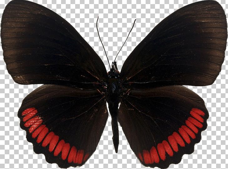 Butterfly Insect Red Greta Oto Stock Photography PNG, Clipart, Arthropod, Brush Footed Butterfly, Butterfly, Callalily, Color Free PNG Download