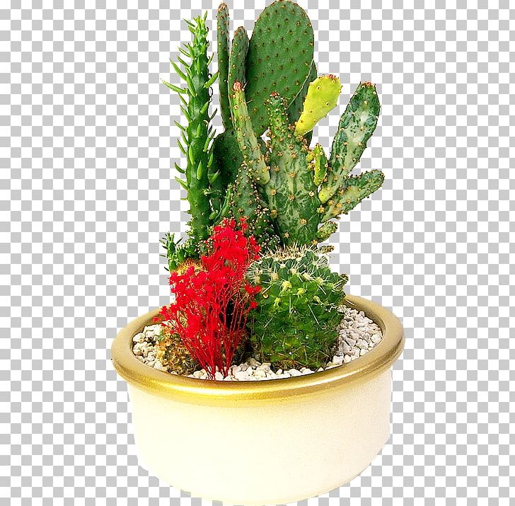 Cactaceae Flowerpot Bonsai PNG, Clipart, Background Green, Cactus, Caryophyllales, Creative Background, Cutting Free PNG Download