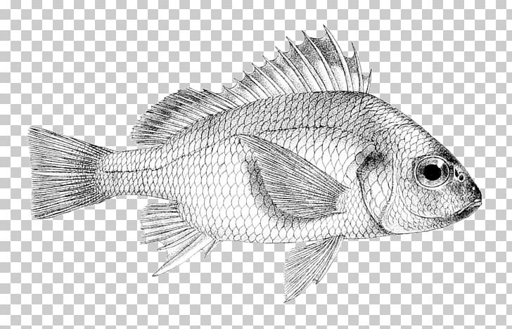 India Stock Photography Alamy Tilapia PNG, Clipart, 29day, Alamy, Atlas, Black And White, Drawing Free PNG Download