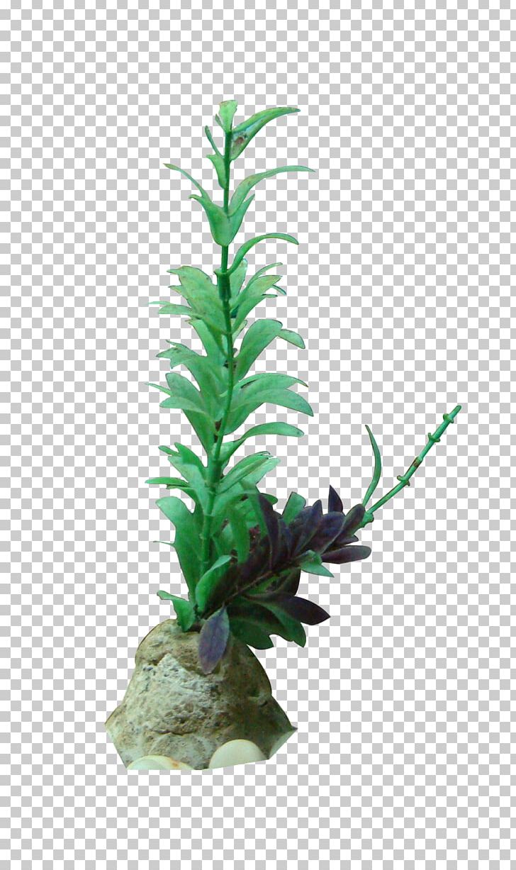 Seaweed Gratis PNG, Clipart, Animation, Aquarium Decor, Artificial Grass, Cartoon Grass, Creative Grass Free PNG Download