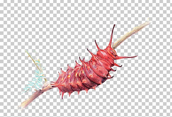 Swallowtail Butterfly Battus Philenor Insect Caterpillar PNG, Clipart, Animals, Animal Source Foods, Aristolochia, Battus, Battus Polydamas Free PNG Download