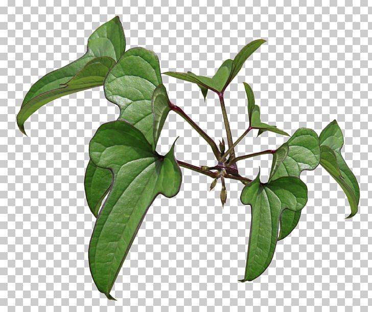 Flowerpot Herb Plant Stem Leaf Branching PNG, Clipart, Annabelle, Branch, Branching, Flowerpot, Herb Free PNG Download