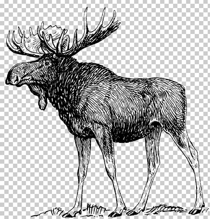 Moose Deer Drawing Art Sketch PNG, Clipart, Animals, Antler, Art, Arts, Black And White Free PNG Download