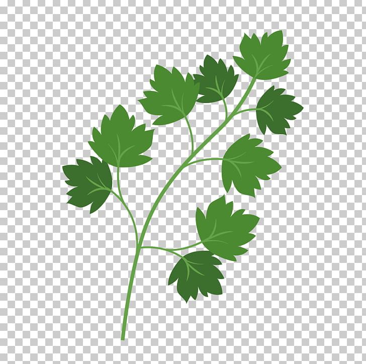 Parsley Leaf PNG, Clipart, Branch, Cartoon, Chervil, Coriander, Drawing Free PNG Download