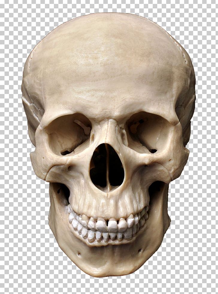 Skull Human Skeleton Stock Photography Homo Sapiens Bone PNG, Clipart, Bone, Brain, Creative, Fantasy, Head Free PNG Download