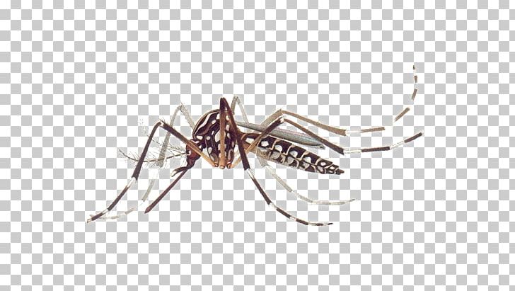 Yellow Fever Mosquito Dengue Chikungunya Virus Infection Mosquito-borne Disease PNG, Clipart, Aedes, Aedes Aegypti, Aedes Albopictus, Arachnid, Arthropod Free PNG Download