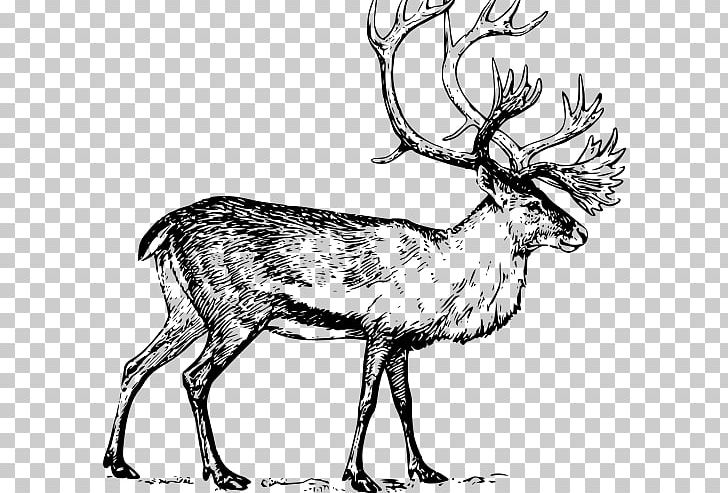 Deer Drawing Line Art PNG, Clipart, Animals, Antler, Art, Black And White, Boreal Woodland Caribou Free PNG Download