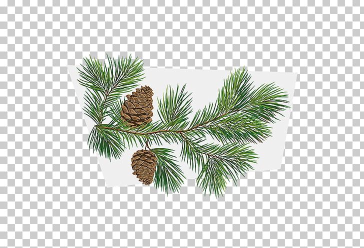 Conifer Cone Fir Tree Branch Pinus Taeda PNG, Clipart, Aids, Anti, Branch, Christmas Ornament, Conifer Free PNG Download