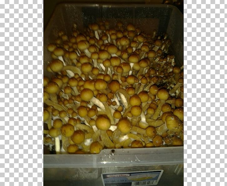 Magic Mushrooms Psilocybin Mushroom PF Tek Psilocybe Cyanescens PNG, Clipart, Agar, Empty Rooms, Escondido, Fruit, Ingredient Free PNG Download
